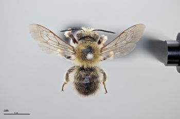 Media type: image;   Entomology 793799 Aspect: habitus dorsal view